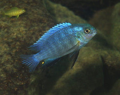Tropheops sp. 'mauve yellow' Nkhata Bay